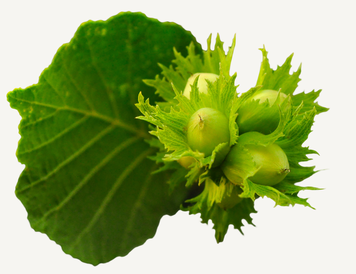 hazelnuts 4285540